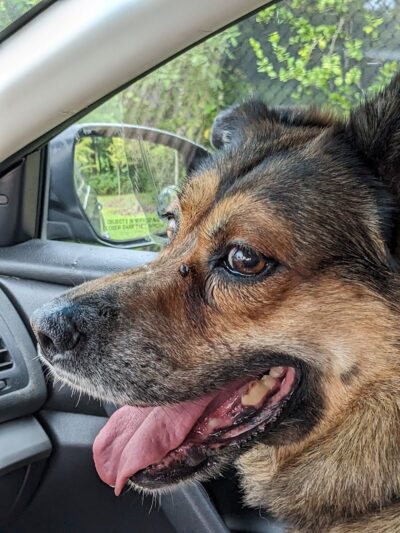 Carrollwood Village Dog Park - Tampa, FL