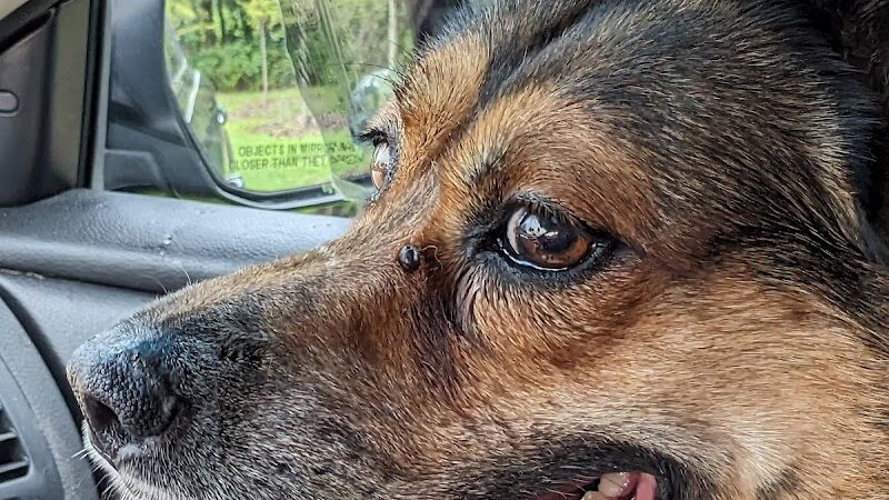 Carrollwood Village Dog Park - Tampa, FL