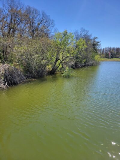 Carrollwood Village Dog Park - Tampa, FL