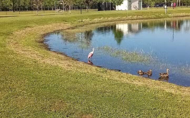 Carrollwood Village Dog Park - Tampa, FL
