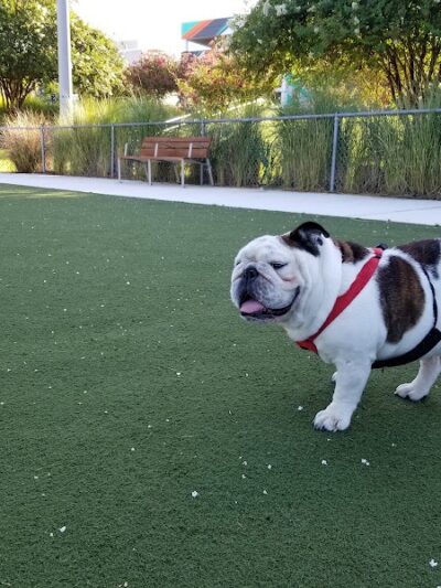 Curtis Hixon Waterfront Park Dog Park - Tampa, FL