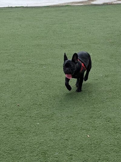 Curtis Hixon Waterfront Park Dog Park - Tampa, FL
