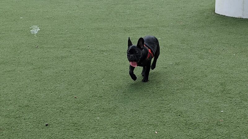 Curtis Hixon Waterfront Park Dog Park - Tampa, FL