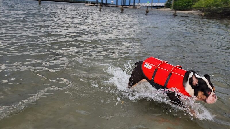 Davis Dog Beach - Tampa, FL