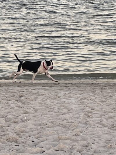 Davis Dog Beach - Tampa, FL