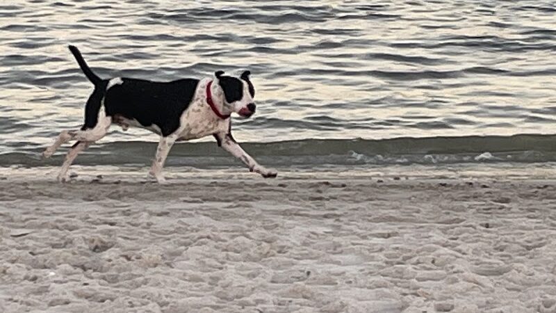 Davis Dog Beach - Tampa, FL