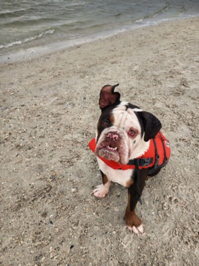 Davis Dog Beach - Tampa, FL