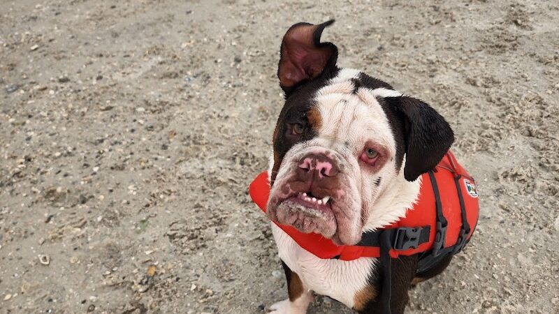 Davis Dog Beach - Tampa, FL