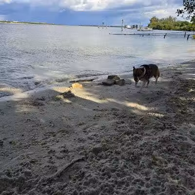 Davis Dog Beach - Tampa, FL