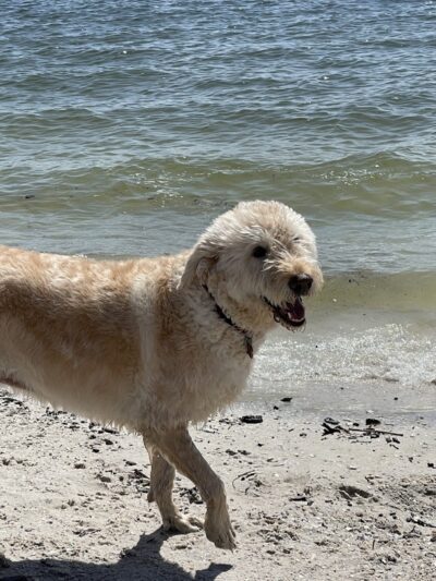 Davis Dog Beach - Tampa, FL