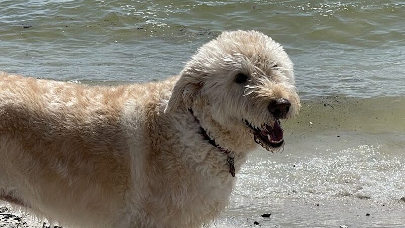 Davis Dog Beach - Tampa, FL