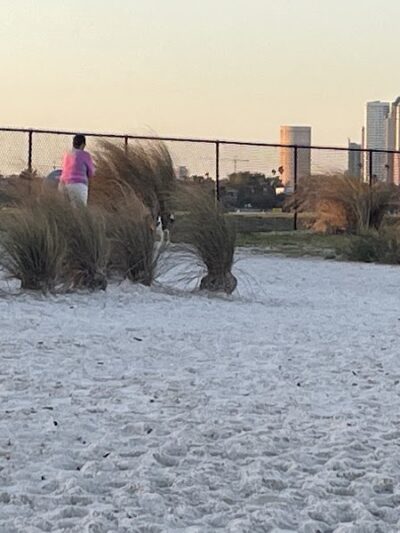 Davis Dog Beach - Tampa, FL