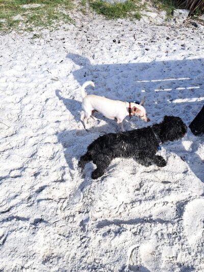Davis Dog Beach - Tampa, FL