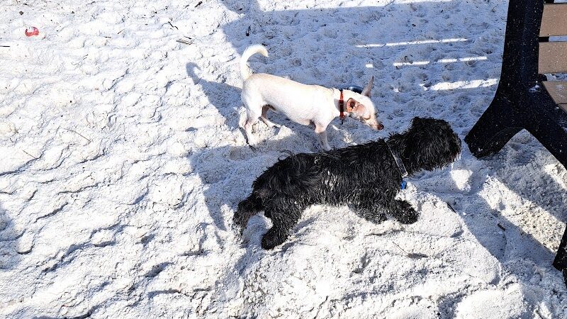 Davis Dog Beach - Tampa, FL