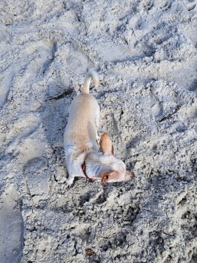 Davis Dog Beach - Tampa, FL