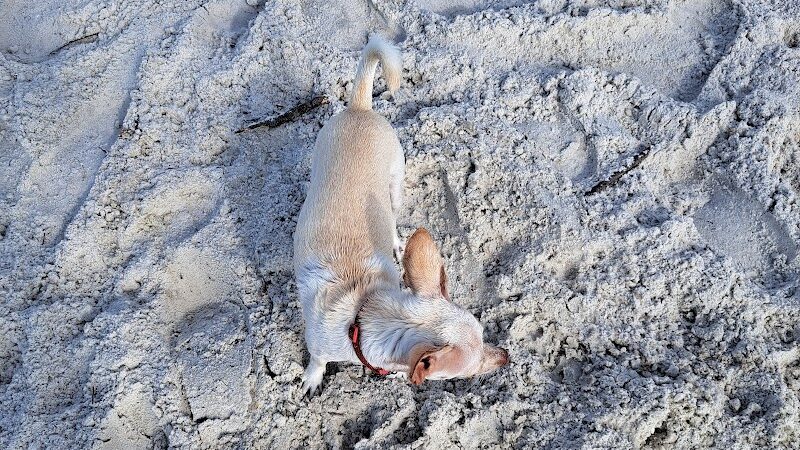 Davis Dog Beach - Tampa, FL