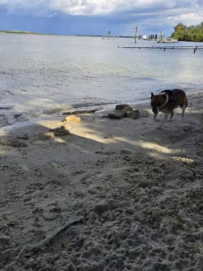 Davis Dog Beach - Tampa, FL