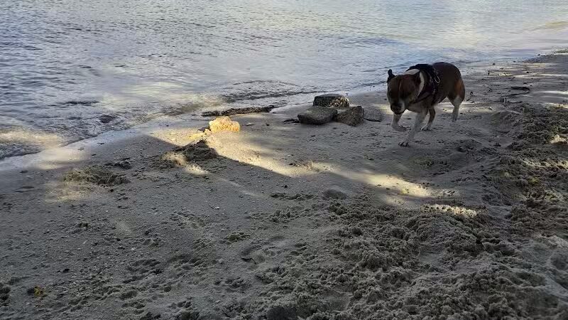 Davis Dog Beach - Tampa, FL