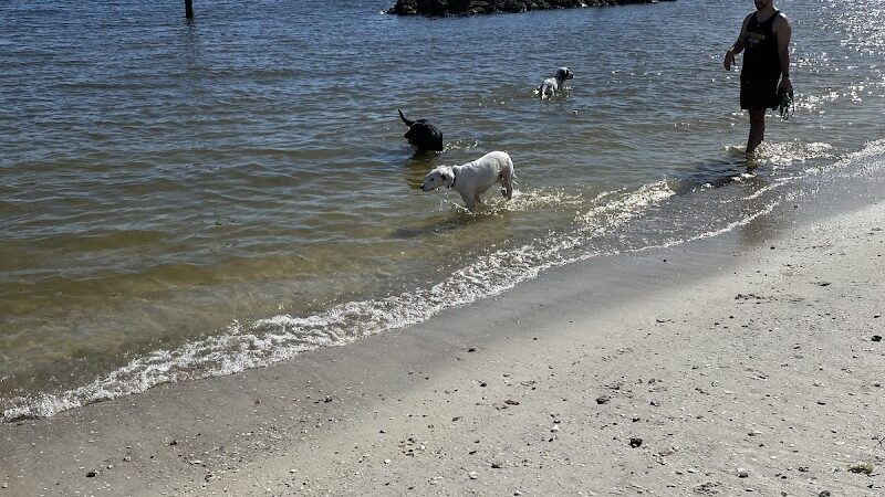 Davis Island Dog Park - Tampa, FL