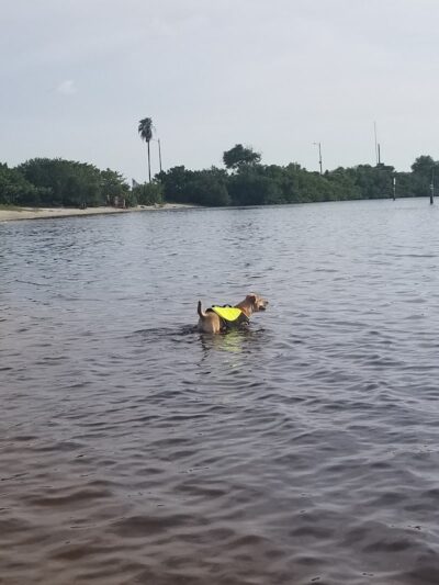 Davis Island Dog Park - Tampa, FL