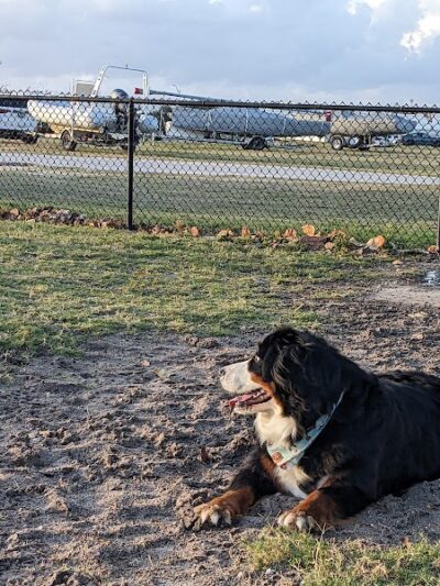Davis Island Dog Park - Tampa, FL