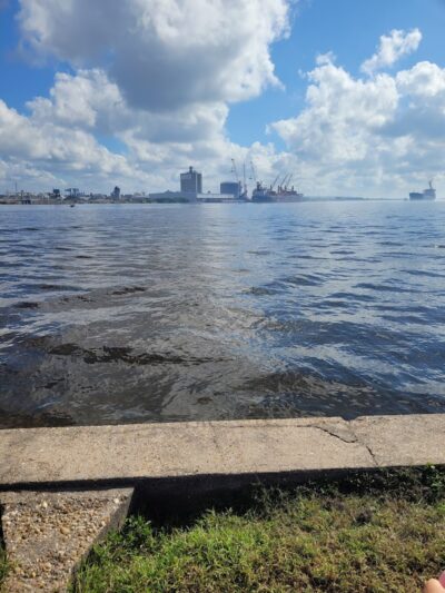 Davis Island Dog Park - Tampa, FL