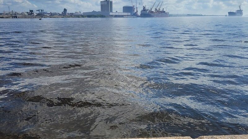 Davis Island Dog Park - Tampa, FL