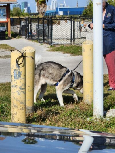 Davis Island Dog Park - Tampa, FL