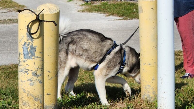 Davis Island Dog Park - Tampa, FL