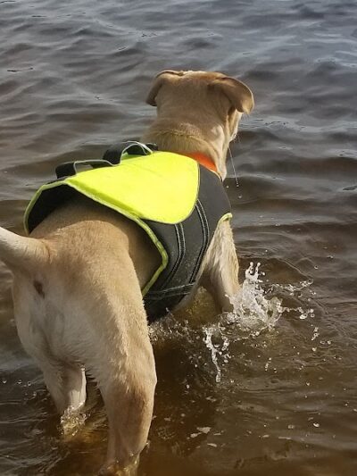 Davis Island Dog Park - Tampa, FL