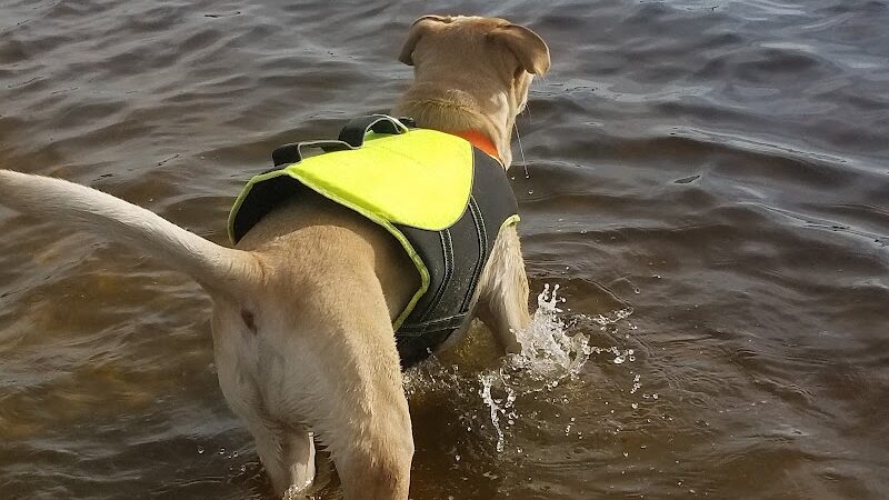 Davis Island Dog Park - Tampa, FL