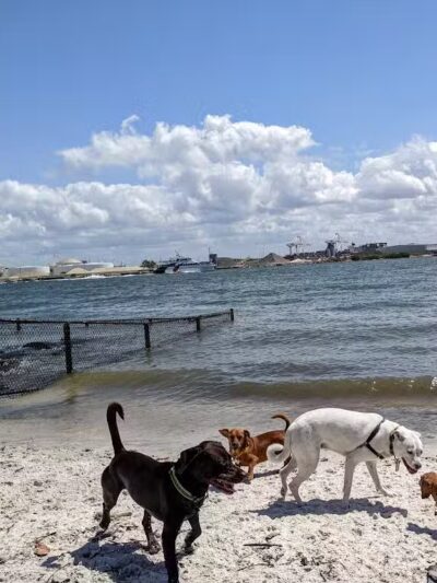 Davis Island Dog Park - Tampa, FL