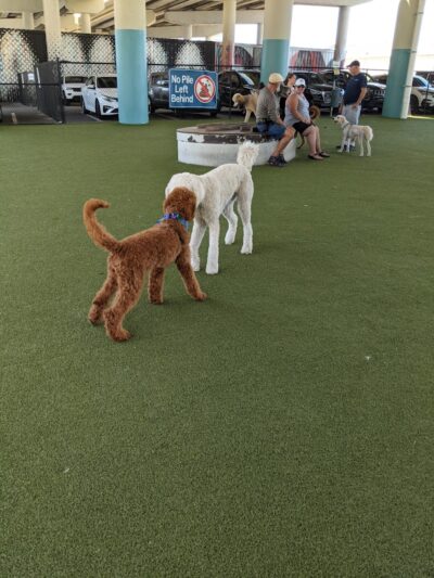 Deputy Kotfila Memorial Dog Park - Tampa, FL