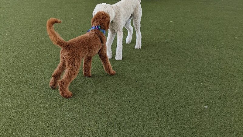 Deputy Kotfila Memorial Dog Park - Tampa, FL