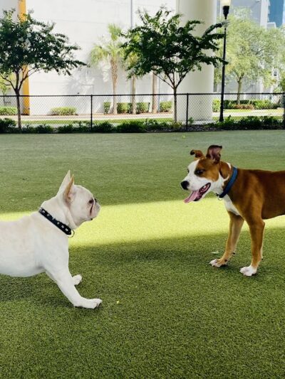 Deputy Kotfila Memorial Dog Park - Tampa, FL