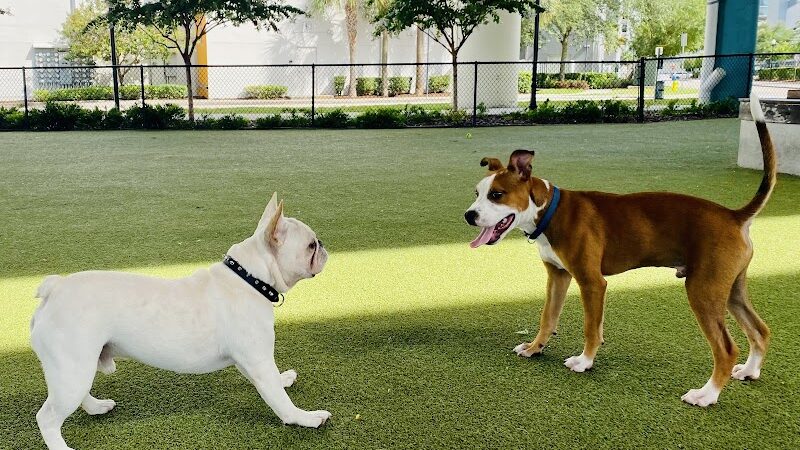 Deputy Kotfila Memorial Dog Park - Tampa, FL