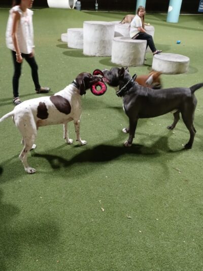 Deputy Kotfila Memorial Dog Park - Tampa, FL