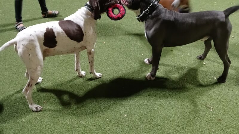 Deputy Kotfila Memorial Dog Park - Tampa, FL