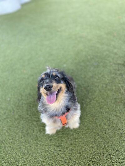 Deputy Kotfila Memorial Dog Park - Tampa, FL