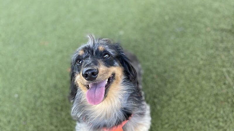 Deputy Kotfila Memorial Dog Park - Tampa, FL