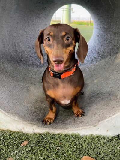 Deputy Kotfila Memorial Dog Park - Tampa, FL