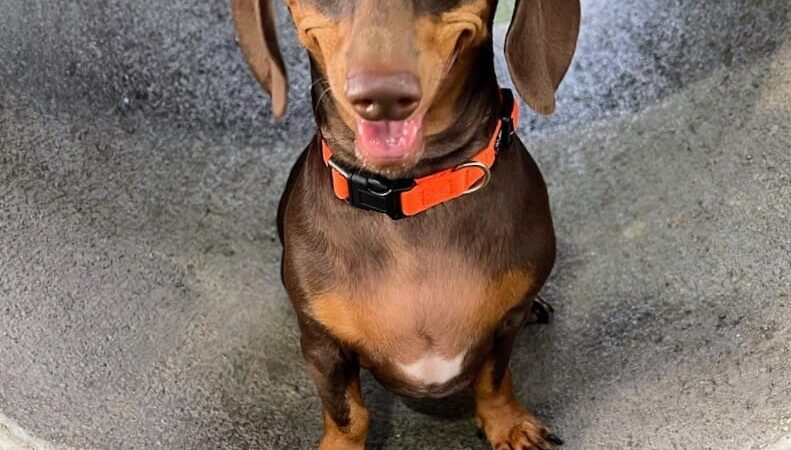 Deputy Kotfila Memorial Dog Park - Tampa, FL