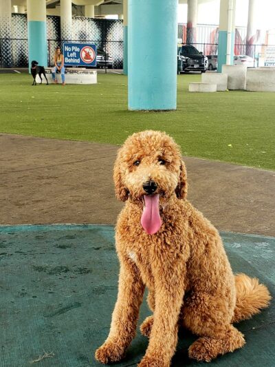 Deputy Kotfila Memorial Dog Park - Tampa, FL