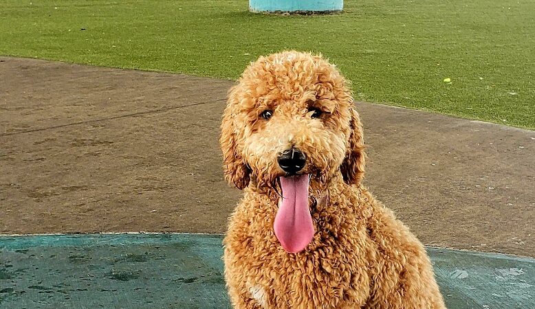 Deputy Kotfila Memorial Dog Park - Tampa, FL