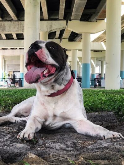 Deputy Kotfila Memorial Dog Park - Tampa, FL