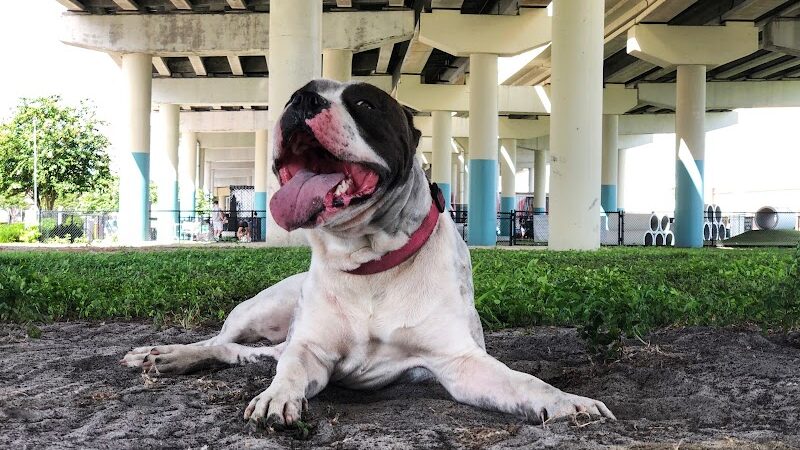 Deputy Kotfila Memorial Dog Park - Tampa, FL