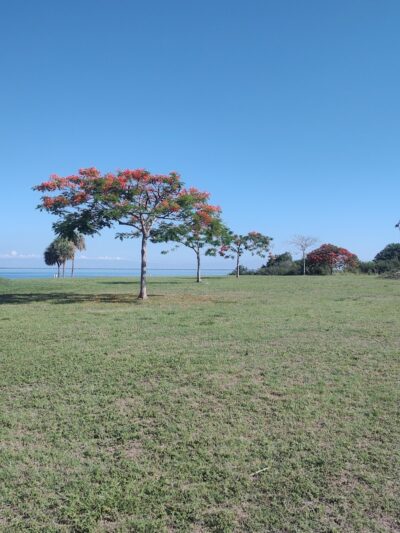 Dog Beach at Picnic Island Park - Tampa, FL
