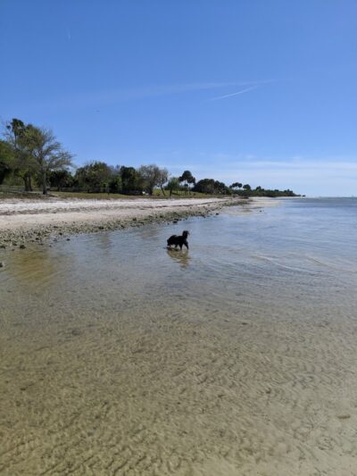 Dog Beach at Picnic Island Park - Tampa, FL
