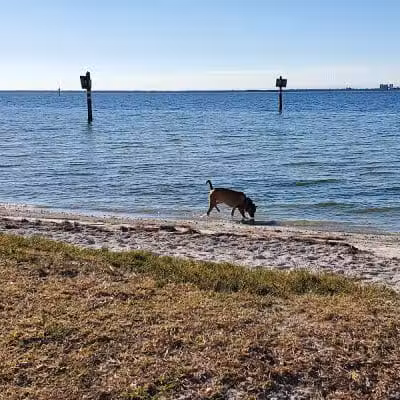 Dog Beach at Picnic Island Park - Tampa, FL