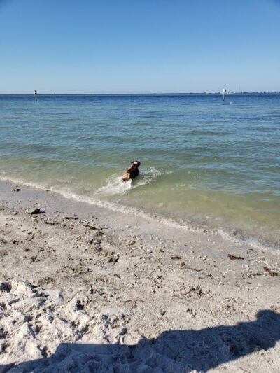 Dog Beach at Picnic Island Park - Tampa, FL